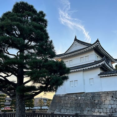 Château de Nijo accompagné d'un cèdre japonais sur le côté