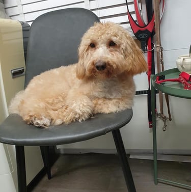 Pippa op haar vertrouwde stoel