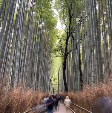 Foret de bambous d'Arashiyama