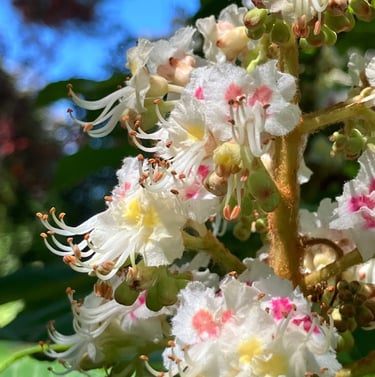 Terapia Holistica, Esencias Florales, Holistic therapy, Flower essence