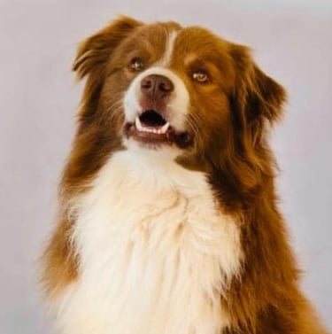 french bloodlines chocolate and white border collie stud dog