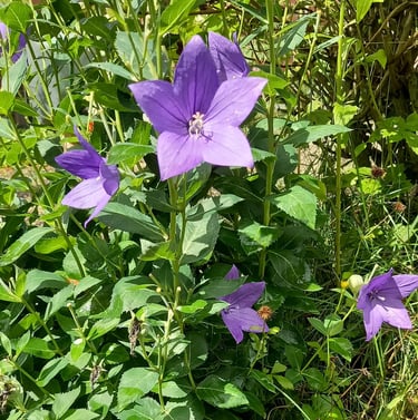 one Miniature Bellflower bush with purple blooms