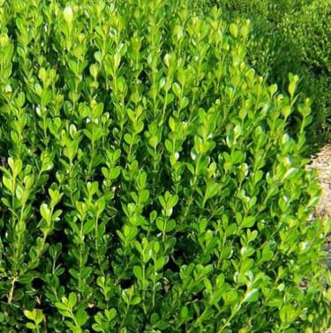 the Wintergreen boxwood with small green leaves