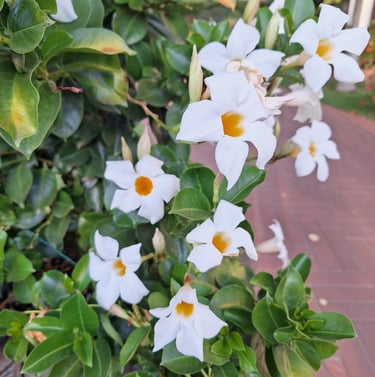 a bush green bush with Chilean-Jasmine flowers