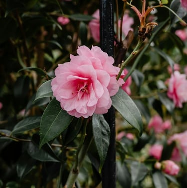 an evergreen Japanese Camellia bush with one coloful flower