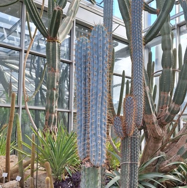 two tall Browningia Hertlingiana cacti in a glashouse