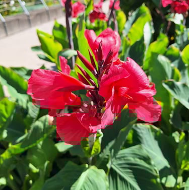 one Red Canna flower blooming on a green space