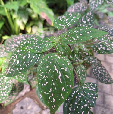 one leafy and shade loving Polka Dot annual plant