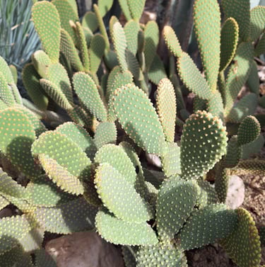 Multiple green Pricly Pear Cactus plants
