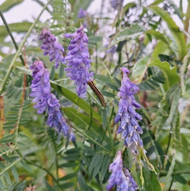 high gras with purple Tufted Vetch flowers