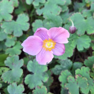 one pink Japanese Anemone flower blooming in August