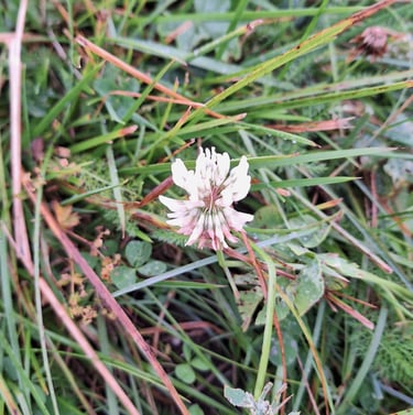 one tiny white Pale Clover