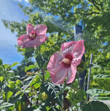 two large Hibiscus flowers on plant stems