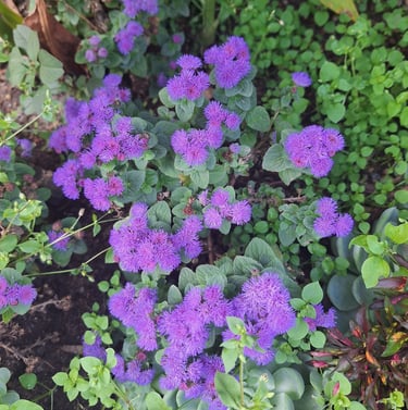 Ageratum rabbit resistant annuals with purple flowers