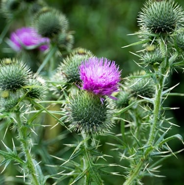 Bull Thistles with purple flowers
