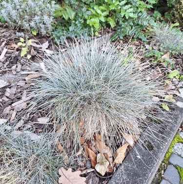 a drought tolerant Blue Fescue plant for full sun
