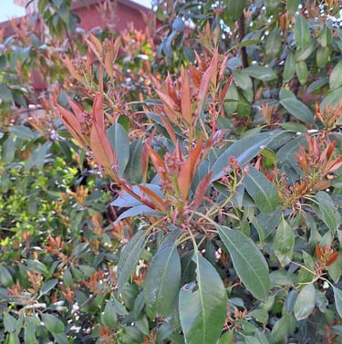 a big Nandina Domestica bush in our garden