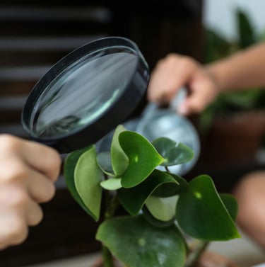 Inspecting a houseplant for pests