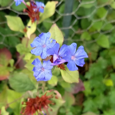 three Pulmonaria shade bush flowers colored blue