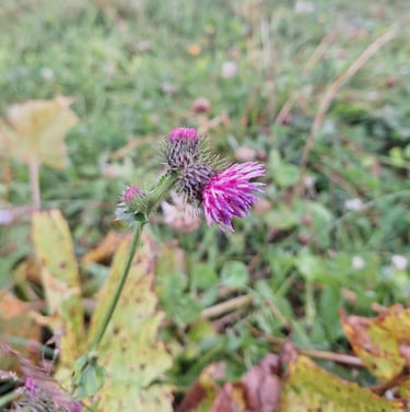 a pink Alpine flower in a meadow