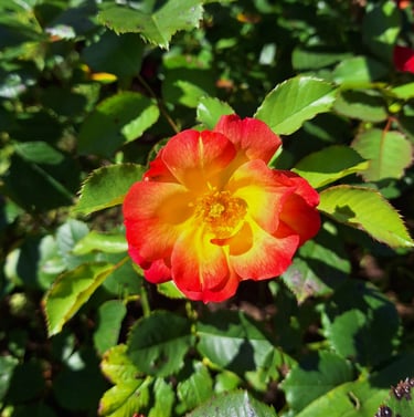 one leafy shrub with a colorful flower