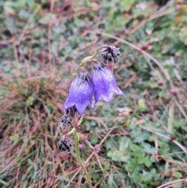 two purple hangng Bearded Bellflowers