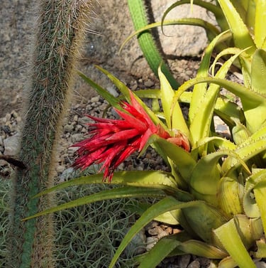 a small flowering succulent
