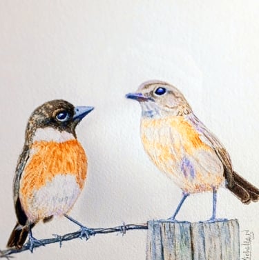 Stonechats, Garden Birds