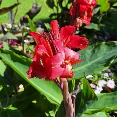 one red Canna Lily plant in a green plant space