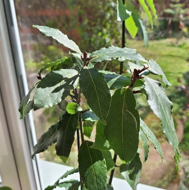 a smal Laurel plant with green leaves