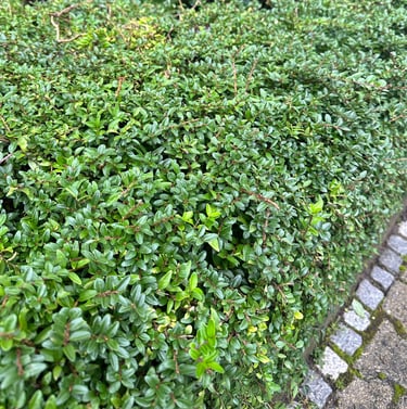an evergreen boxwood hedge with small green leaves