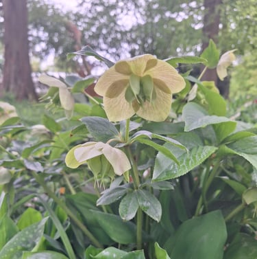 a white Hellebore flower in a garden