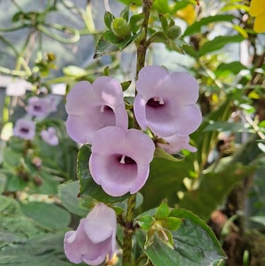 one Round-leaf Mint Bush with purple flowers