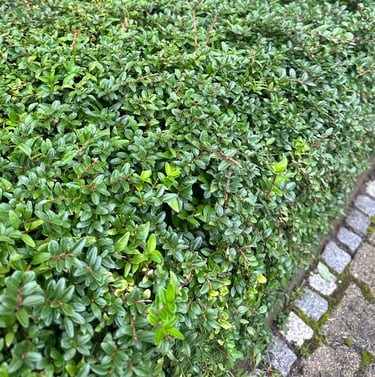 a tiny dwarf boxwood hedge with small green leaves