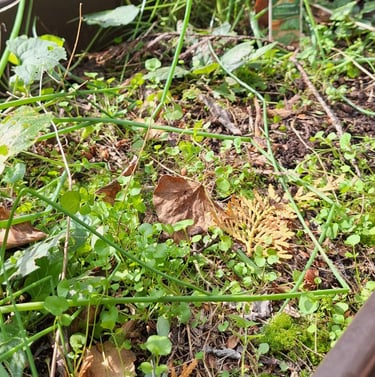 a flower bed full of weeds