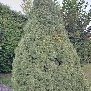 a large green pine tree