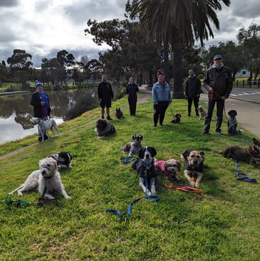 a group of dogs and their owners on a leash learning not to pull on lead