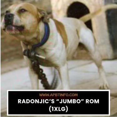 Radonjic’s “Jumbo” ROM (1xlg) APBT GAME DOG