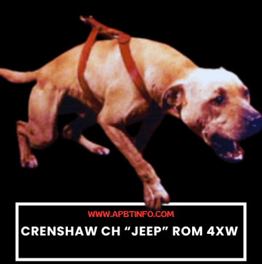 CRENSHAW CH “JEEP” ROM 4XW APBT GAMEDOG