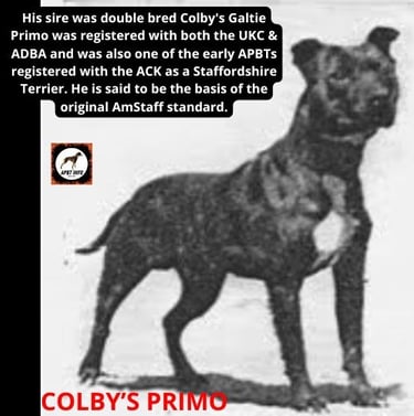 COLBY'S PRIMO AMERICAN PIT BULL TERRIER AND STAFFORDSHIRE TERRIER
