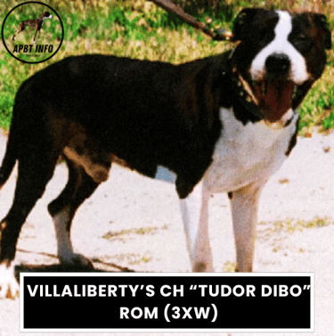 Villaliberty’s CH “Tudor Dibo” ROM (3xw) apbt game dog