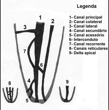 classificação dos canais radiculares resumo concurso público de odontologia