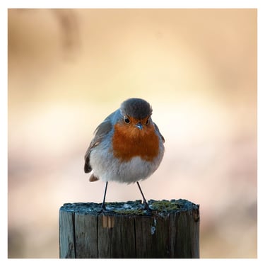 PETIRROJO (ERITHACUS RUBECULA)