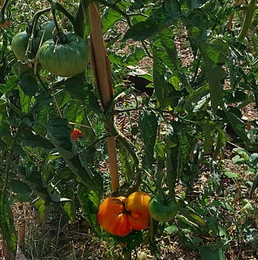 tomates