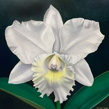 White Cattleya