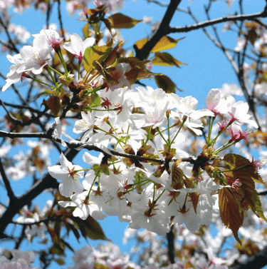 fleur de bach crab apple ou pommier
