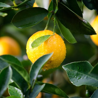 Natural Fruit Solids