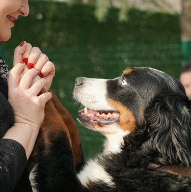 Puppies for adoption south Africa