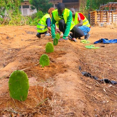 Bouture de cactus