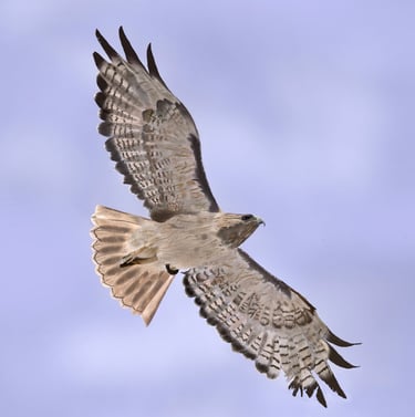 Red tailed Hawk in flight